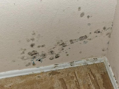 Bedroom Mold Removal